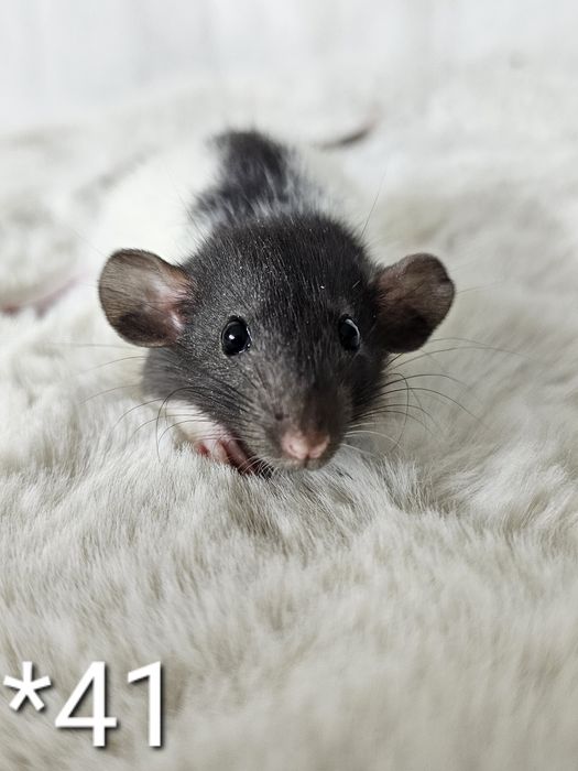 Szczurki szczurek szczury szczur