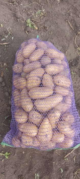 Продам домашню картоплю