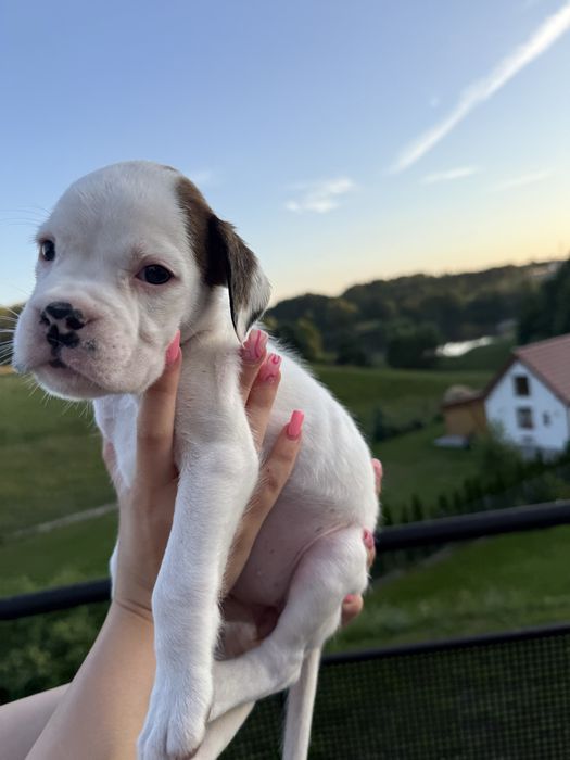 Piekna biala suczka bokser z rodowodem