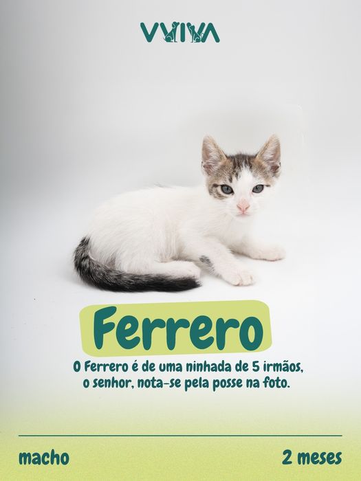 Gatinhos para adoção responsável