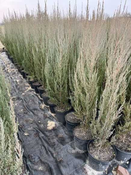 Ялівець блю арроу