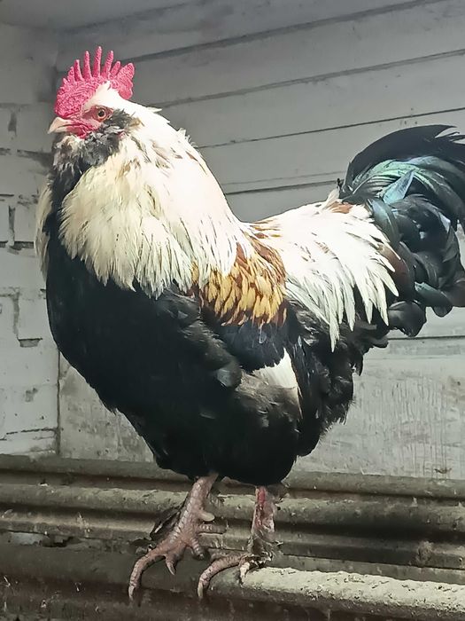 Продам півня породи Фавероль