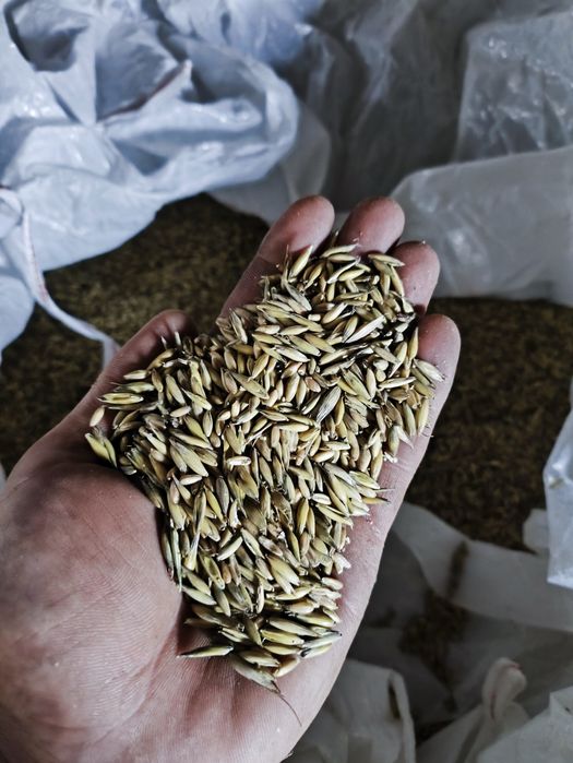 Owies Rambo tegoroczny