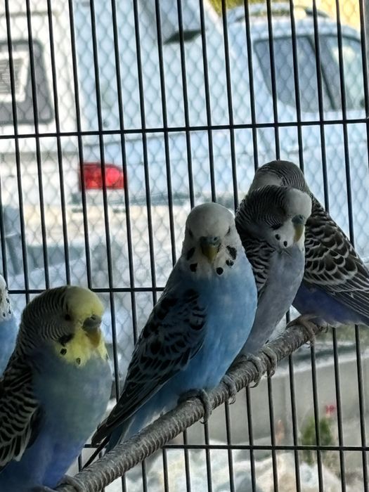 Periquitos australianos