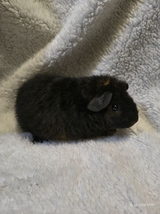 Świnka morska Us Teddy - SAMCZYK