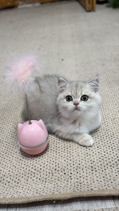 Блакитне золото шиншила