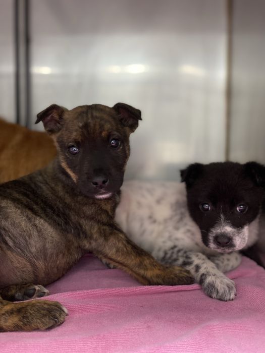 Cachorros bebés para adoção responsável