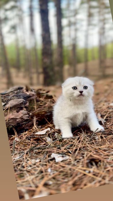 Шотландська срібляста висл шиншила котеня дівчинка