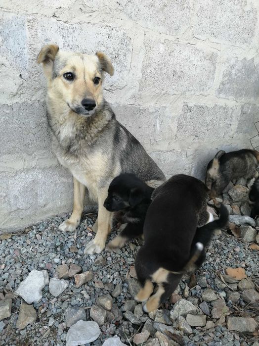 Щенки. 2 девочки. Дніпро