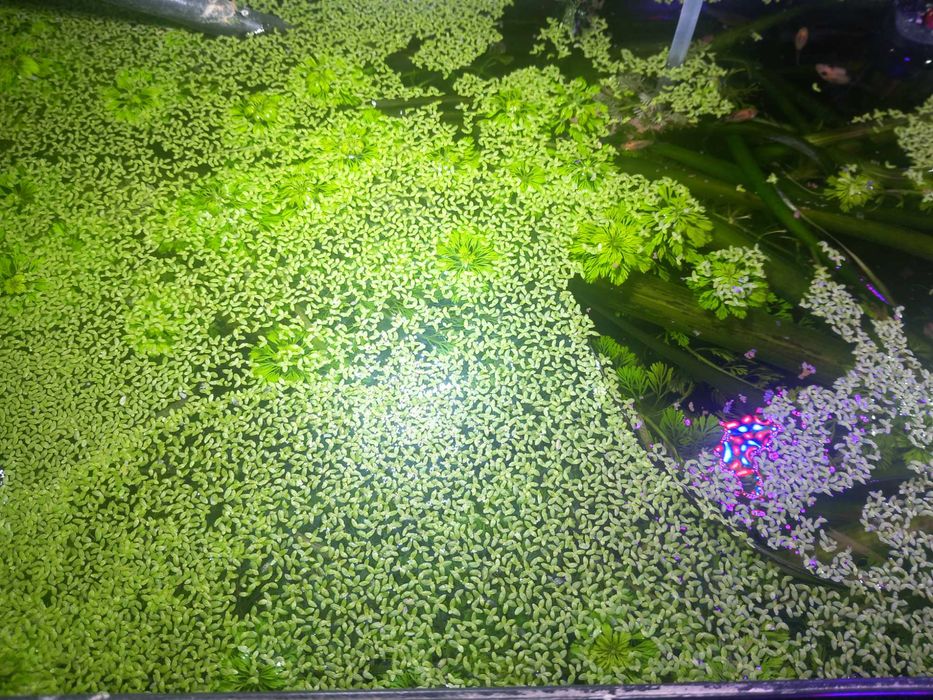 Planta Lentilha d'àgua