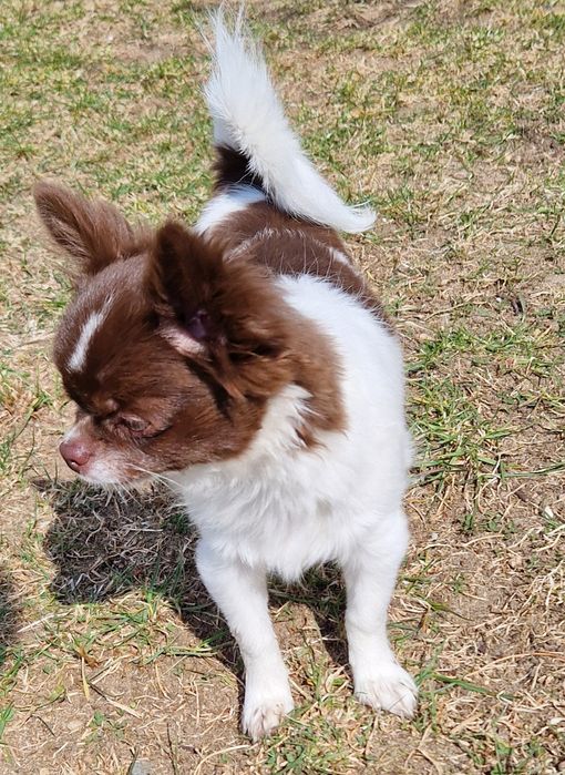 Chihuahua długowłosy biało- czekoladowy.