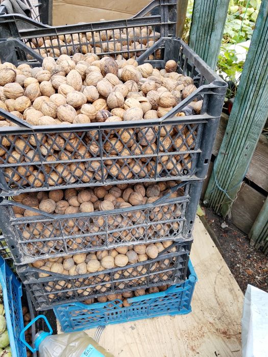 Продам горіхи підсушені