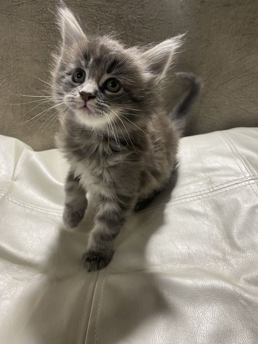 Котики породи мейн кун
