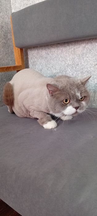 Стрижка котів собак грумінг