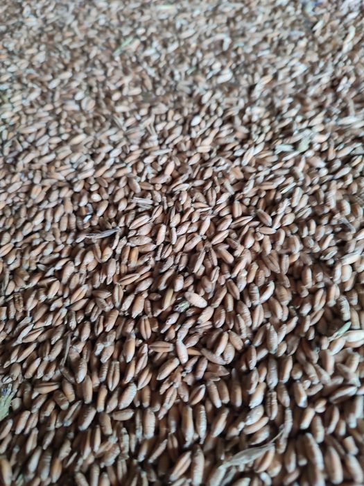 Pszenżyto, pszenicy, jęczmień, mieszanka.