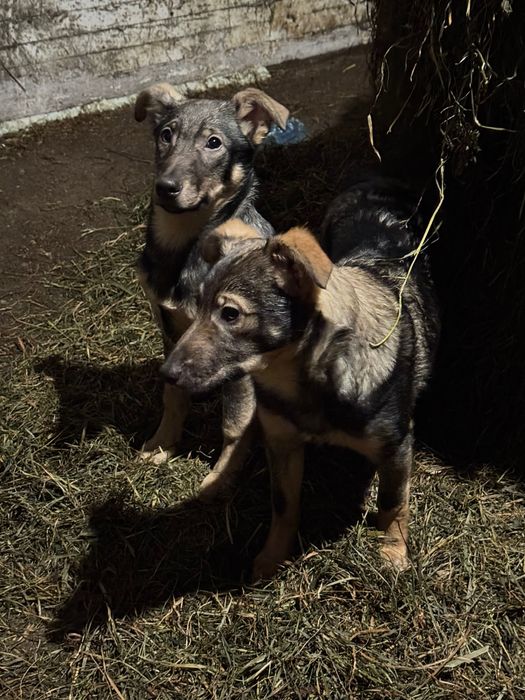 szczeniaczki kundelki