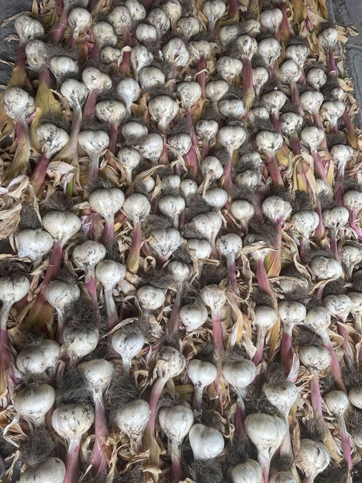 Часник Великоплідний Суворовський