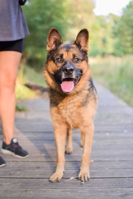 Piękny Azot czeka na dom