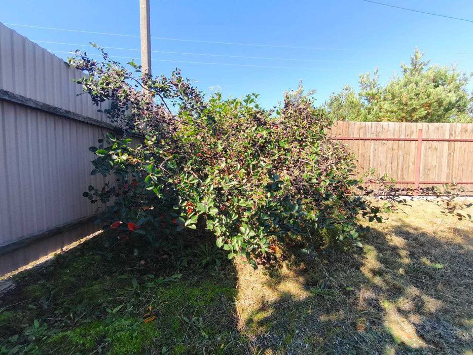 Акція! Земельна ділянка в СТ «Садко», с. Андріївка, Бучанський р-н