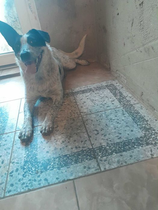 Віддаємо в добрі руки