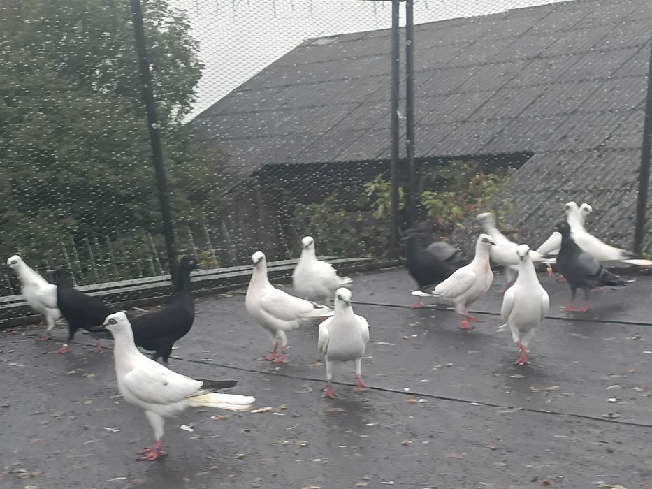 Zamienię gołębie