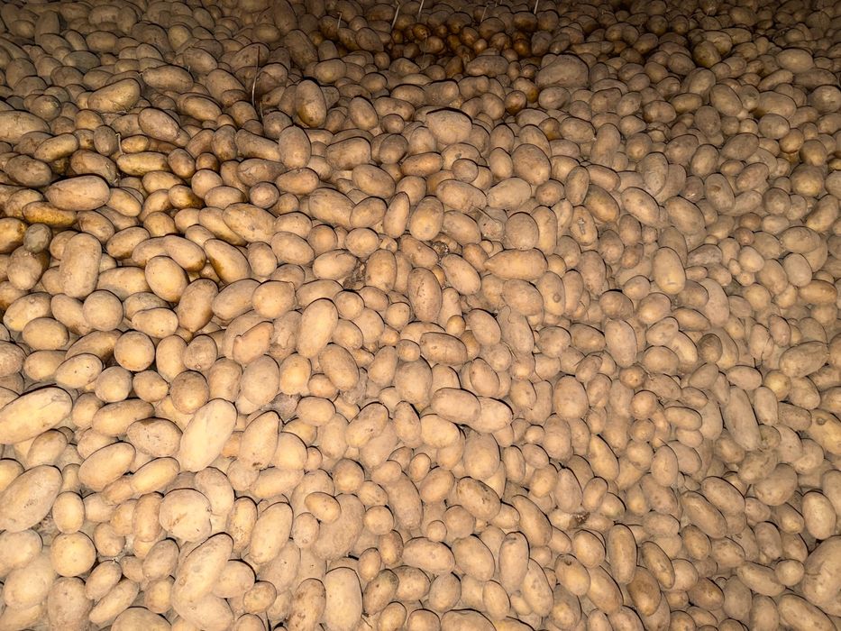 Ziemniaki jadalne królowa Anna