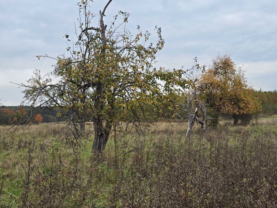 Działka pod zabudowę 3400m2 - Janina gm. Busko-Zdrój