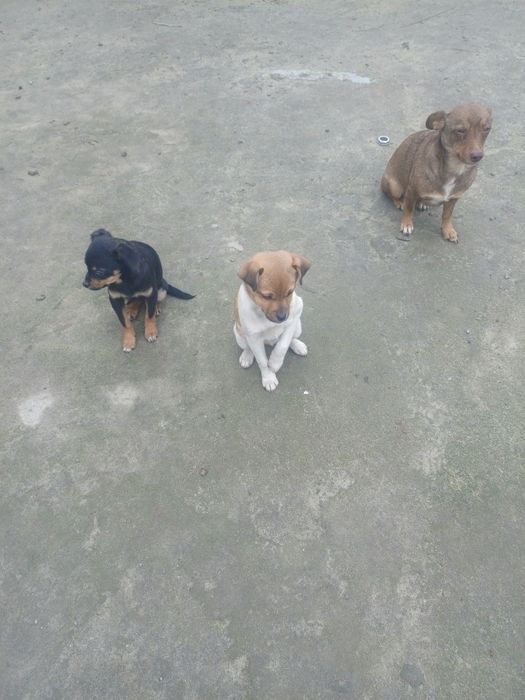 Дві чудові дівчинки у люблячі родини