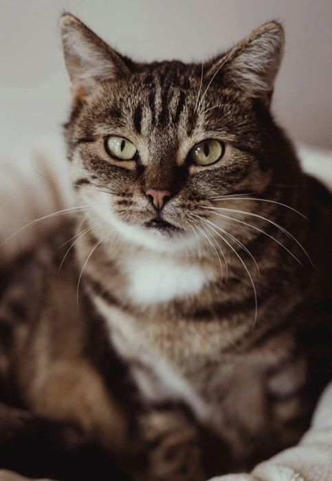 Brzoskwinka czeka na dom