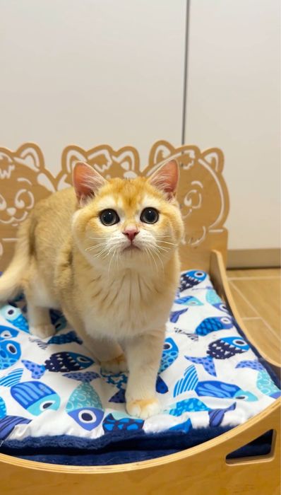 Лагідний грайливий мурчун