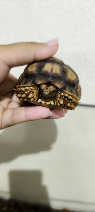 Sulcatas Africanas (duas)