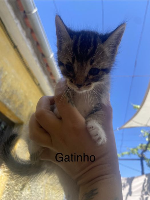 5 Gatinhos à Procura de um Lar Amoroso