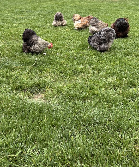 Jajka jaja legowe kur kochin karzełek/ miaturka