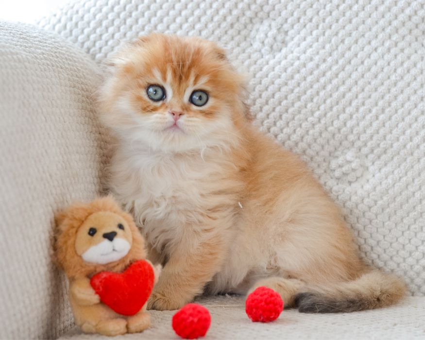 Золотые котята скоттиш фолд
