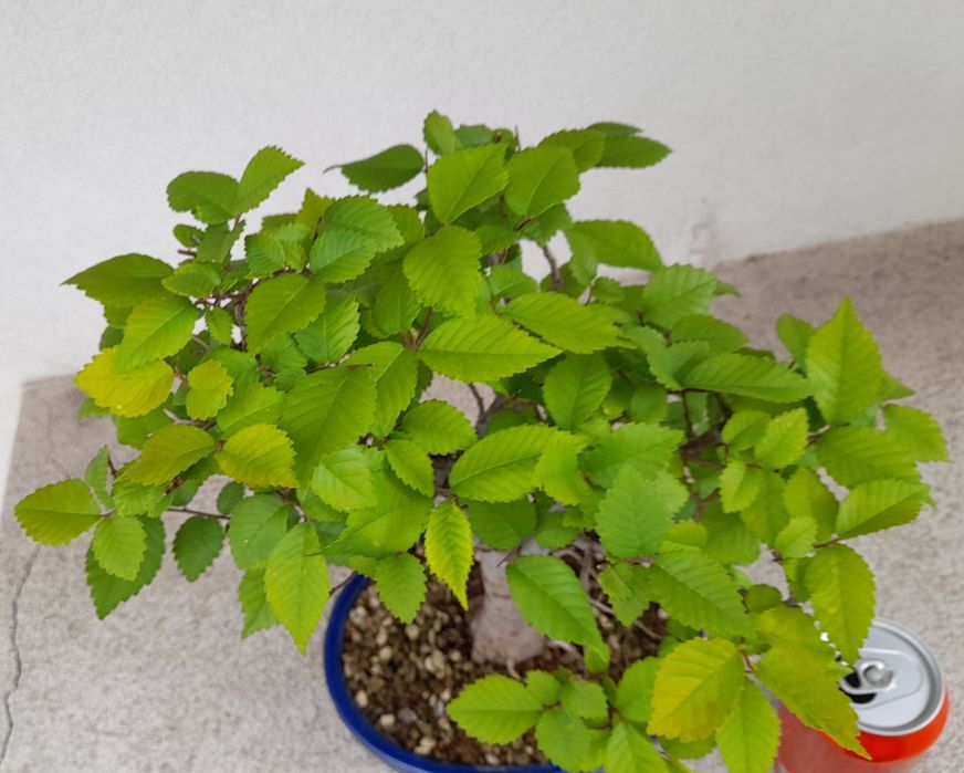 Bonsai Zelkova Serrata