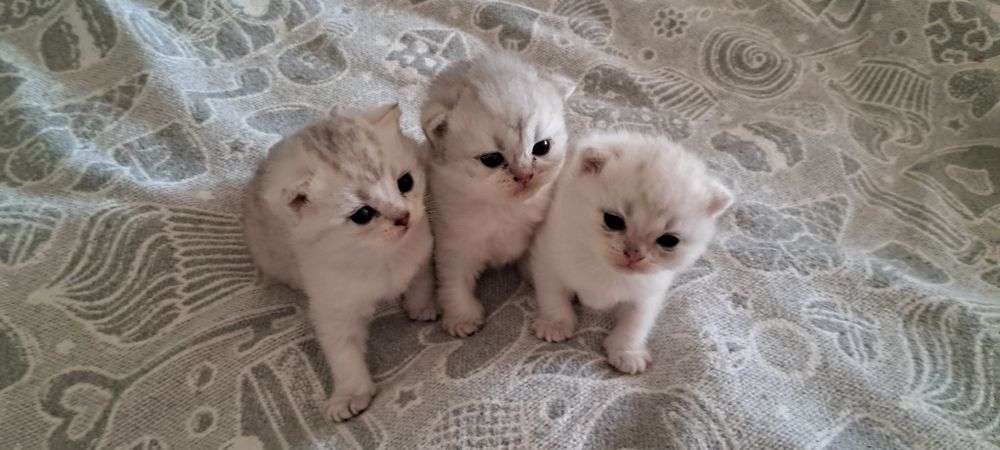 Милі кошенята світлого сріблястого окрасу.
Мама — шотландська мармуров