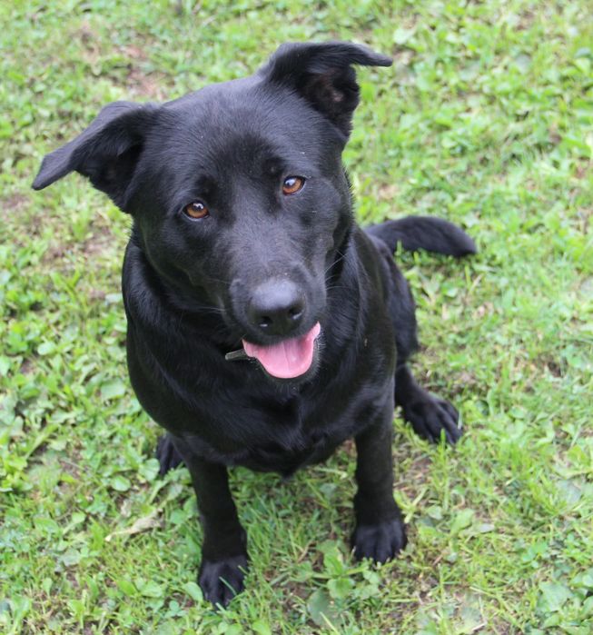 Duża, młoda i łagodna suczka mix labrador do adopcji
