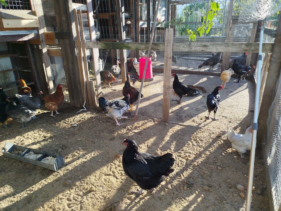 Ovos Galados Brahama e jersey, Pintos e Frangos Diversos Patos