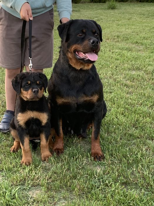 Rottweiler suczka ZKwP/FCI – stary typ, mocna budowa, linia championów ...