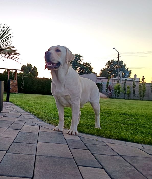 Labrador retriever biszkoptowy szczeniak  GOTOWY DO ODBIORU