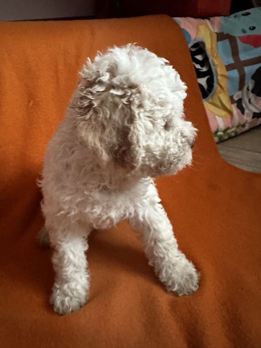 Lagotto Romagnolo ZKwP/ FCI dziewczynka