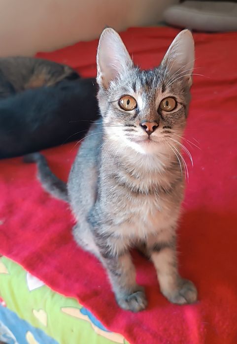 Gatinho macho, de 4 meses, para adoção.