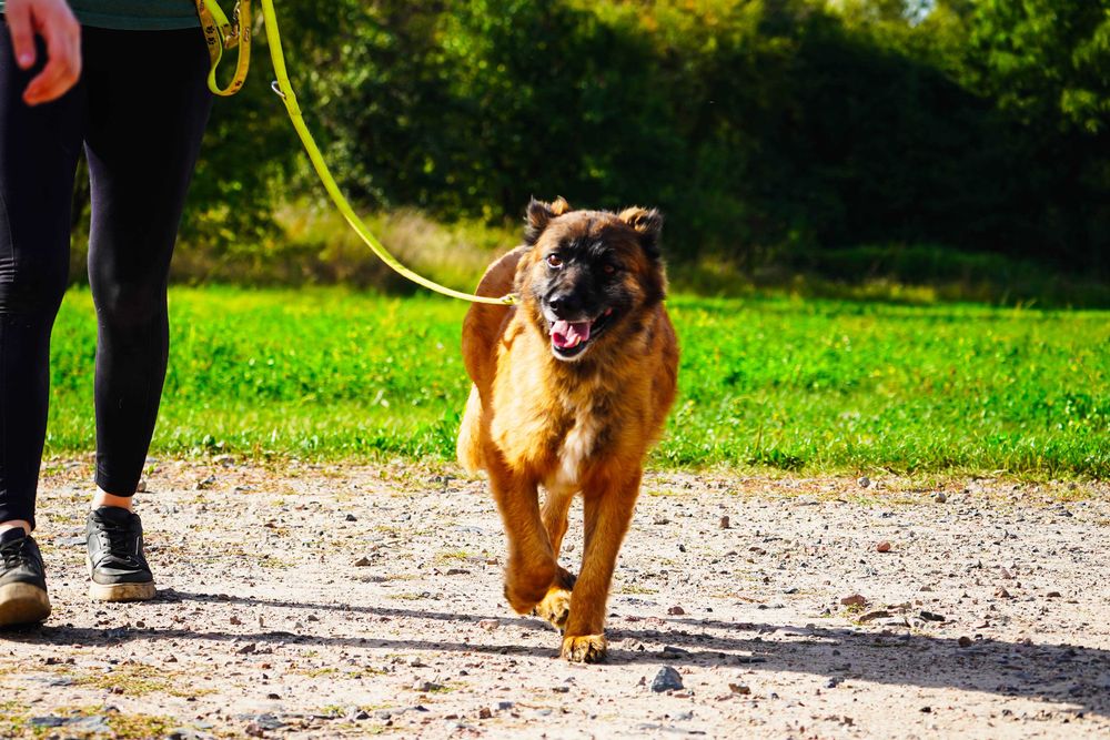 Wiwat - super fajny pies do adopcji