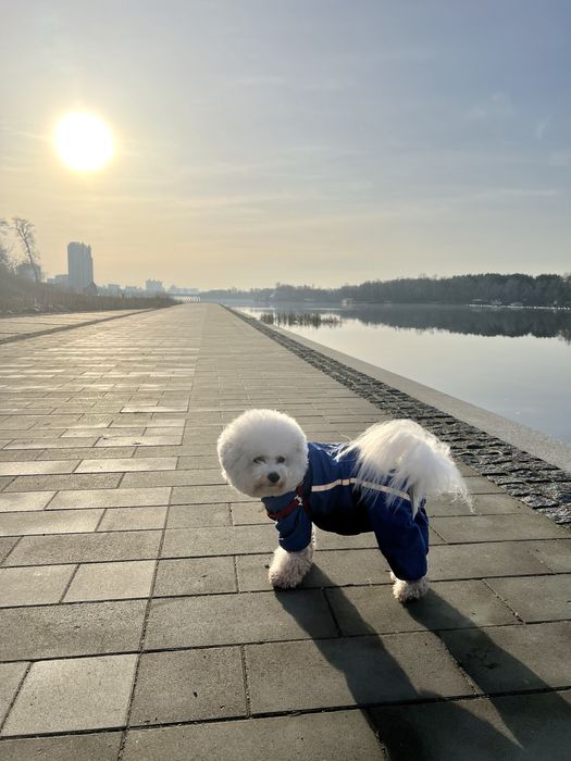 Вʼязка Бішон фрізе. Кабель на вʼязку