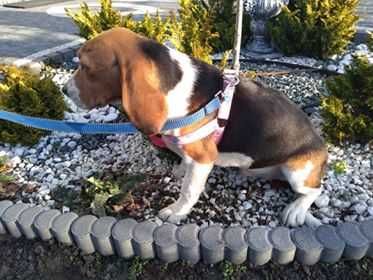 Beagl szczeniak gotowy do odbioru