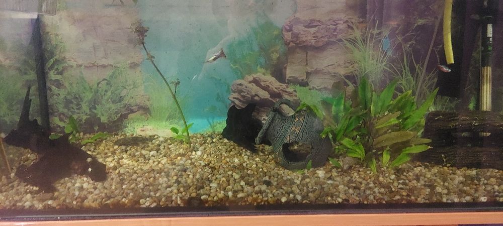 Akwarium 180 L z wyposażeniem