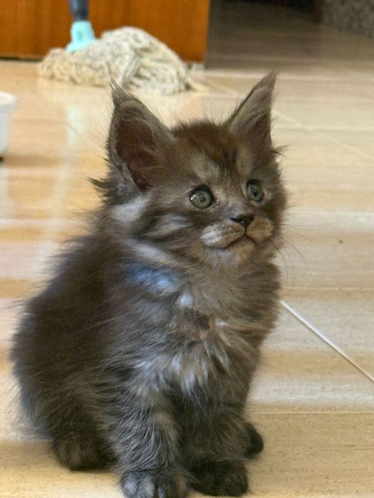 Mainne coon excelentes