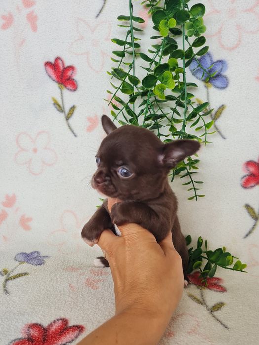 Excecional mini Chihuahua/Chiuaua.LinhagemRussa,Qualidade