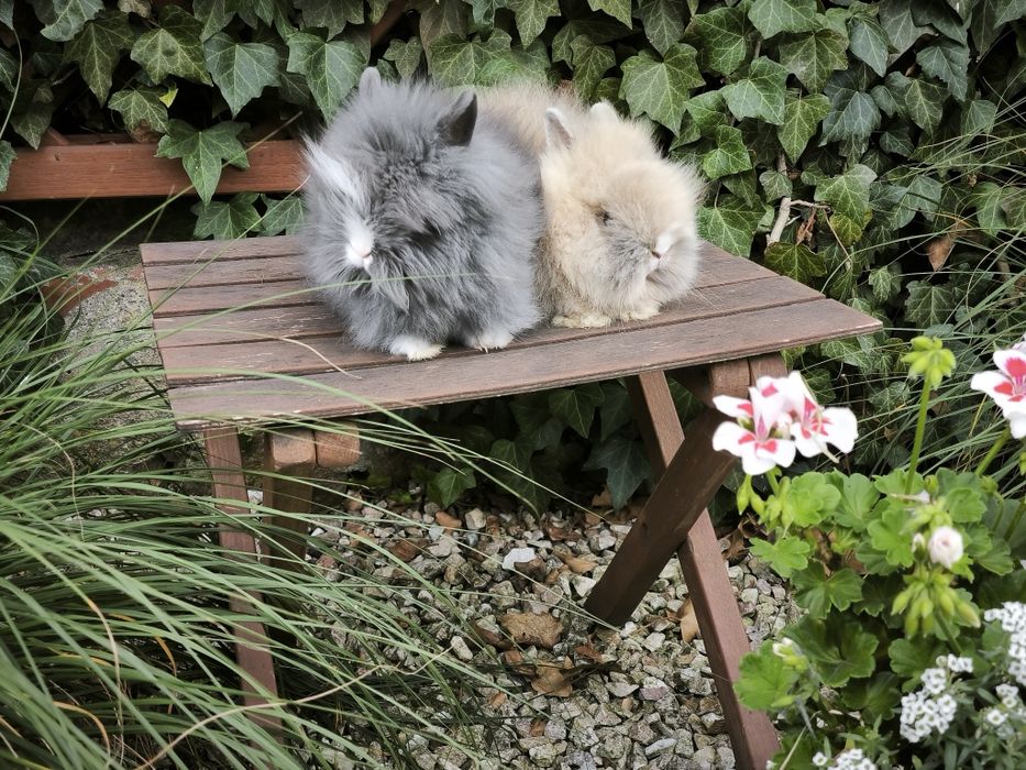 Króliczki karzełki Teddy mini króliki metryka