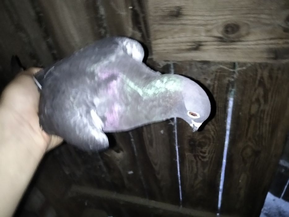 Likwidacja hodowli gołębi pocztowych